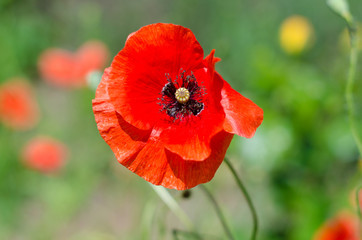 Red poppy