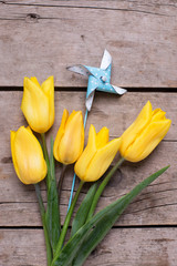 Yellow  spring tulips flowers and decorative blue windmill  on rustic  wooden background.
