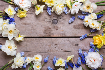 Frame  from colorful spring  narcissus and  muscaries flowers on vintage wooden background. © daffodilred