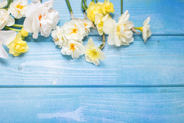 Colorful spring  narcissus  flowers on blue wooden background.