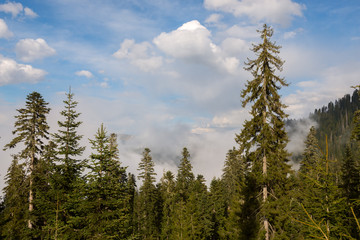 Clouds float clinging to the tops of trees