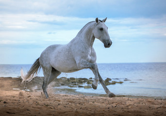 Obraz na płótnie Canvas White horse runs on the beach on the sea and clougs background