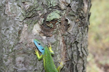 Naklejka na ściany i meble Lizard on a tree