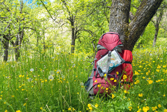 Backpack under a tree among lush grass and dandelions
