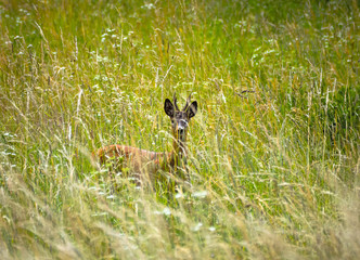 Naklejka premium Deer in the grass