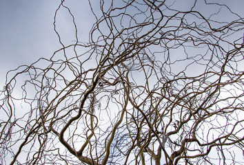 Curved curves of a tree branch against a sky with clouds