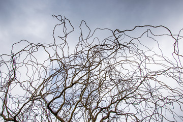 Curved curves of a tree branch against a sky with clouds