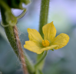 Watermelon flowers