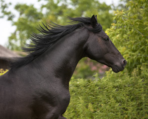 Fototapeta na wymiar Portrait of black horse on the green trees background