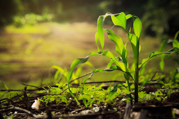 Young green corn plant growing in morning light with dew drops, Dark tone