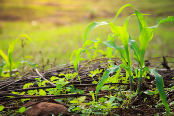 Young green corn plant growing in morning light with dew drops, Dark tone