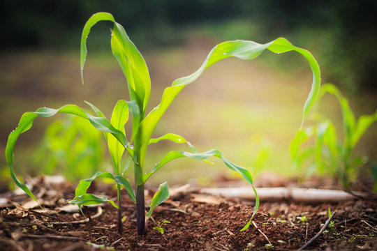 Young green corn plant growing in morning light with dew drops, Dark tone