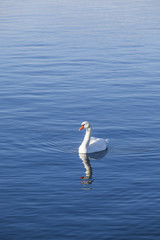 white swan in the blue sea 