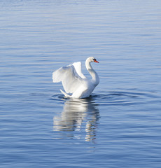 white swan in the blue sea 