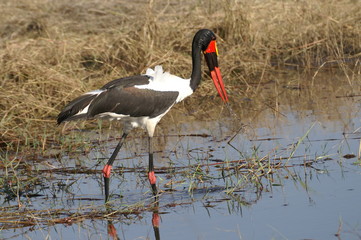 African Birds