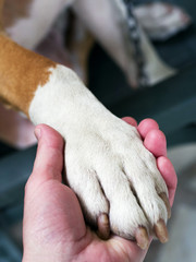 Dog paws and human hand close up. Conceptual image of friendship, trust, love, the help between the person and a dog