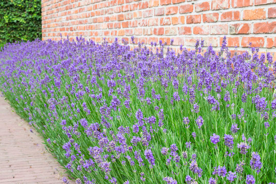 Fototapeta Lavandula angustifolia. Beautiful flowering garden plant with purple or violet colored flowers.