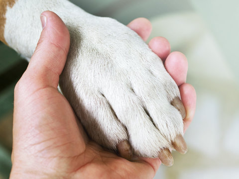 Dog paws and human hand close up. Conceptual image of friendship, trust, love, the help between the person and a dog