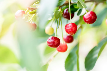Juicy red cherries