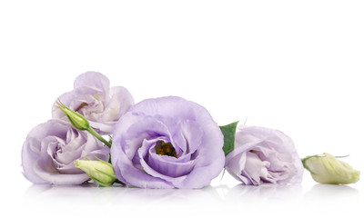 bunch of violet eustoma flowers isolated on white
