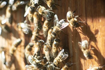 Close up of honey bees working at apiary.