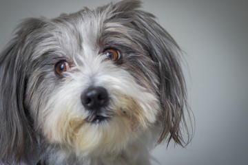 Fluffy dog looking away