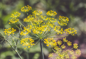 Yellow flowers of dill. Close up.