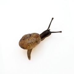 Crawling snail on a white background in various angles
