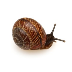 Crawling snail on a white background in various angles