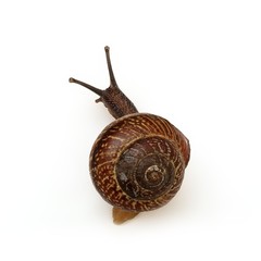 Crawling snail on a white background in various angles