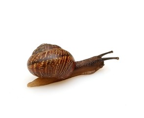 Crawling snail on a white background in various angles