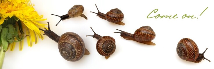 Merry banner with snails crawling to a dandelion