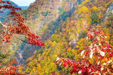 日光　半月山の紅葉