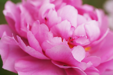 Obraz premium Lush pink peony close-up