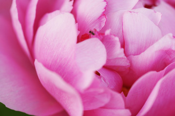 Obraz na płótnie Canvas Lush pink peony close-up
