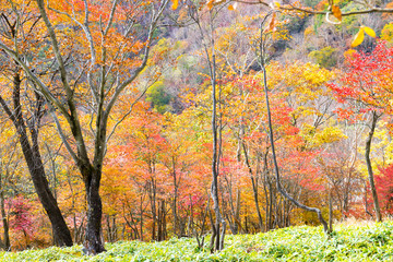 日光　半月山の紅葉