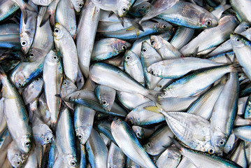 Obraz premium Sardine Fishes