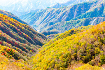 日光　半月山の紅葉