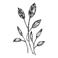 Grafic illustration of garden tools. Isolated on white background.