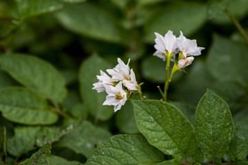 White flowers of potato in the garden