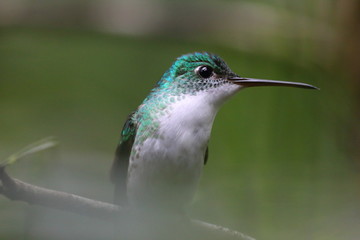 Close-up of a tropical hummingbird in Ecuador