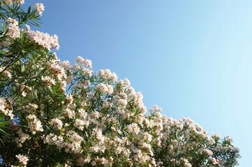 A tree of oleander with flowers of white color against the background of a cloudless blue sky