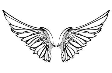 Wings. Vector illustration on white background. Black and white style 