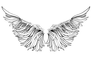 Wings. Vector illustration on white background. Black and white style 