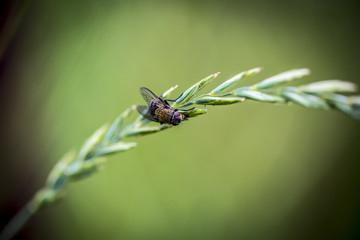 The housefly, Musca domestica, is a fly of the suborder Cyclorrhapha. It is believed to have evolved in the Cenozoic era, possibly in the Middle East, and has spread all over the world.