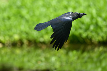 カラスの飛翔