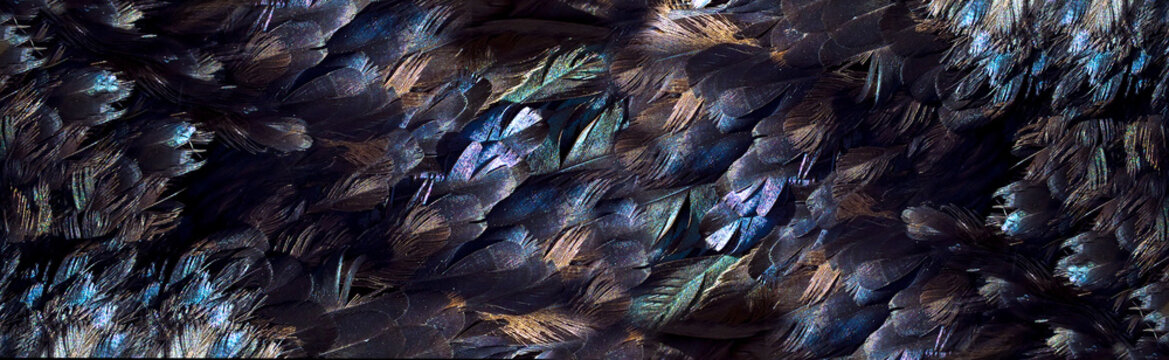 Feathers, textural background .natural black feather with beautiful healthy shine. Natual background suitable for decoration of sites, banners