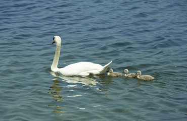 Fototapeta premium cigni