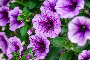 Close up bright purple petunia flower 