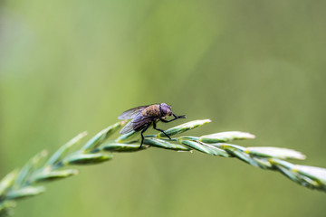 The housefly, Musca domestica, is a fly of the suborder Cyclorrhapha. It is believed to have evolved in the Cenozoic era, possibly in the Middle East, and has spread all over the world.